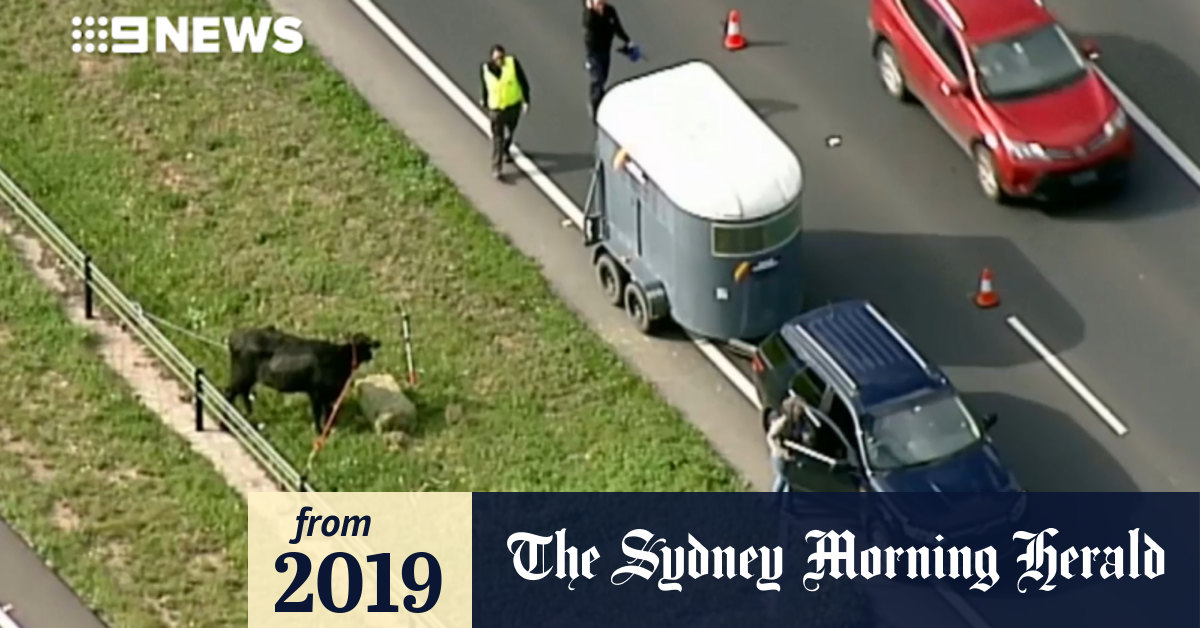 Video Cow causes commuter chaos on the Monash Freeway